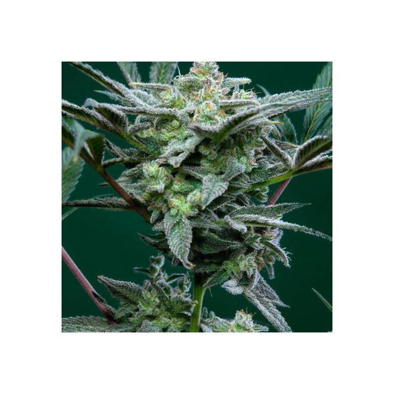 Strawberry Gorilla Auto, Фасовка: 3, изображение 8